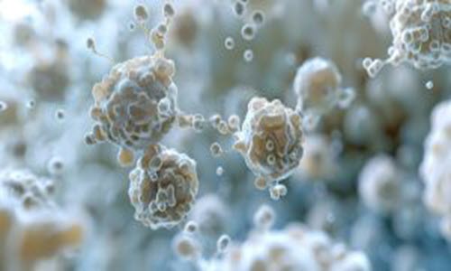 Mold Types Bergen County And Northern NJ